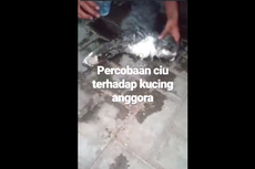 Meski Bukan Ciu, Ini Bahaya Memberi Minum Paksa pada Kucing