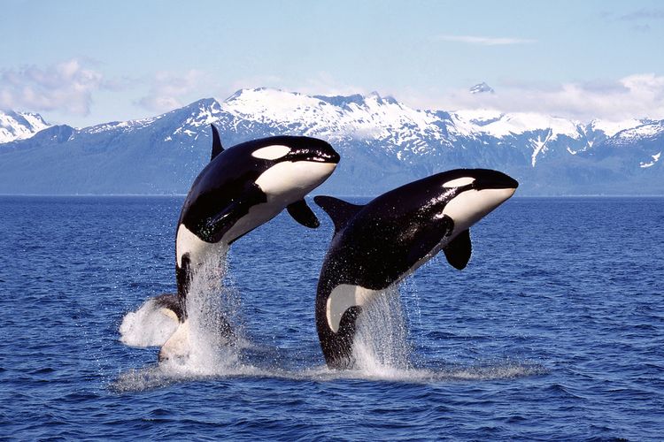Ilustrasi orca atau paus pembunuh (Orca Whale) di laut bebas. 