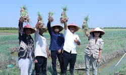 IPB Kembangkan Kebun Inovasi Bawang Merah di Demak Jateng, Produktivitas Naik 30 Persen