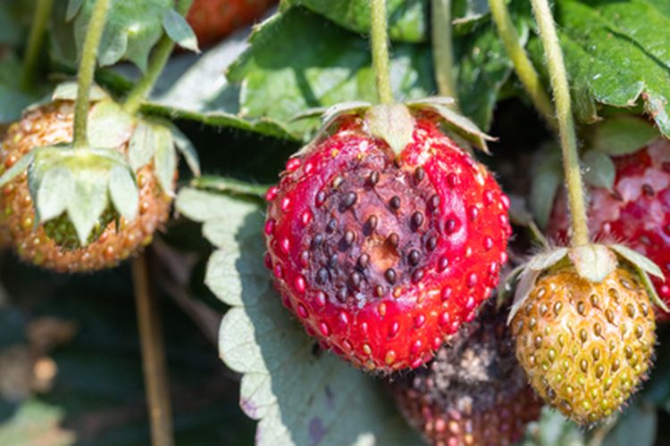 Ilustrasi busuk buah strawberry