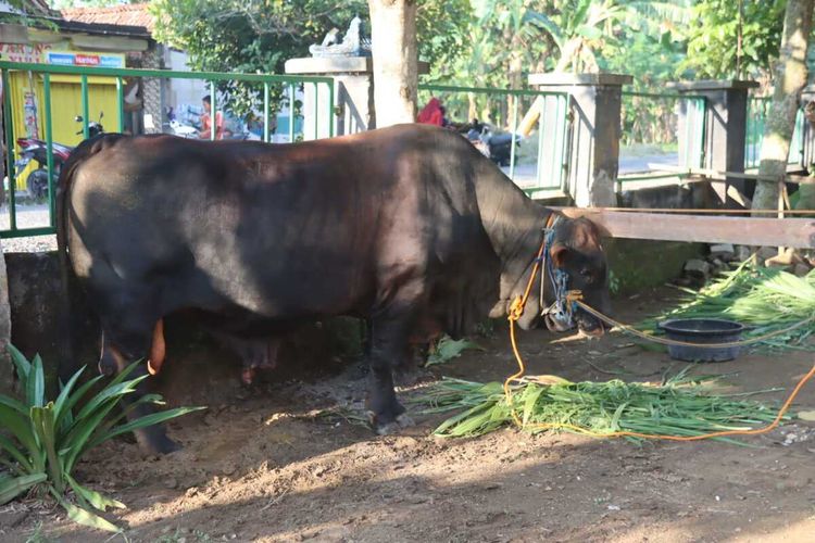 Presiden Prabowo Subianto Salurkan Sapi Kurban Jenis Limousin Seberat 1,1 Ton di Blora