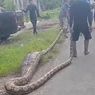 Ular Piton 10 Meter Telan Sapi di Pulau Seram Maluku, Ditembak Mati Brimob