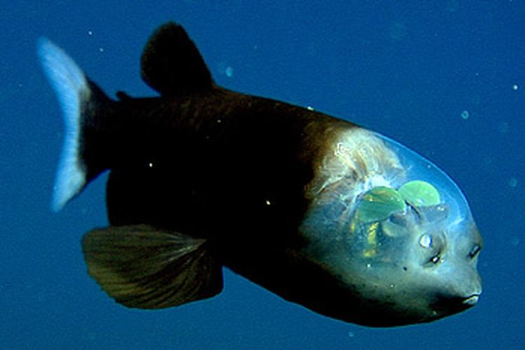 Ikan barreleye (Macropinna microstoma) terlihat di zona senja yang gelap, antara 600 dan 800 meter di bawah permukaan, dengan mata seperti bola zamrud menatap ke atas melalui kepala transparan mereka.