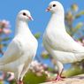8 Fakta Menarik Burung Merpati, Veteran Perang dan Bisa Deteksi Kanker