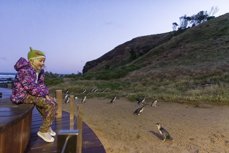 Parade penguin jadi salah satu daya tarik turis di Phillip Island, Victoria 