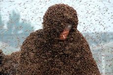 Dikerumuni 1 Juta Ekor Lebah, Pria China Pecahkan Rekor Dunia