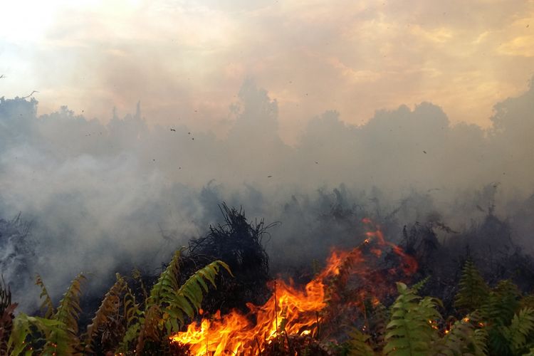 Kebakaran lahan seluas 5 hektar di pekanbaru pada awal Mei 2018.