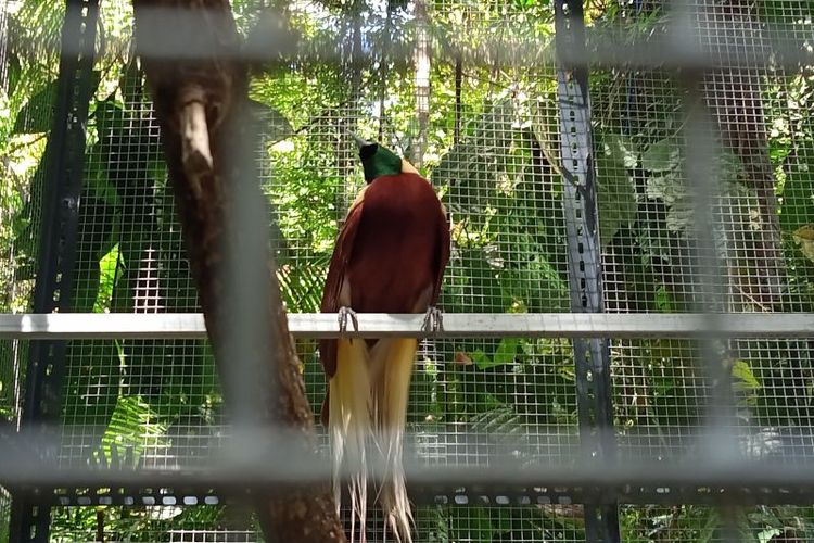 Di antara burung cenderawasih yang dilepasliarkan di Taman Wisata Alam Kota Sorong, Papua Barat, Senin (8/11/2021), ada cenderawasih kuning kecil dan cenderawasih mati kawat.