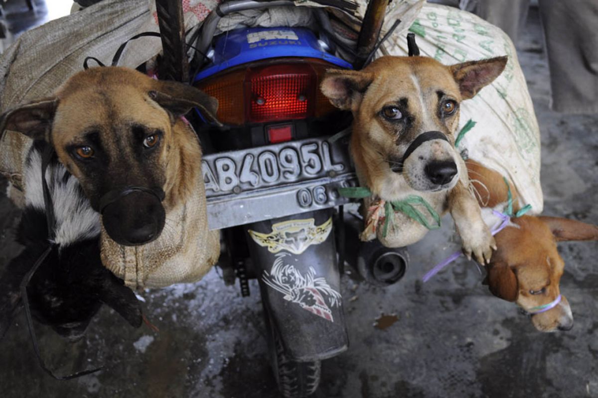 Anjing akan diantar ke pemesan.