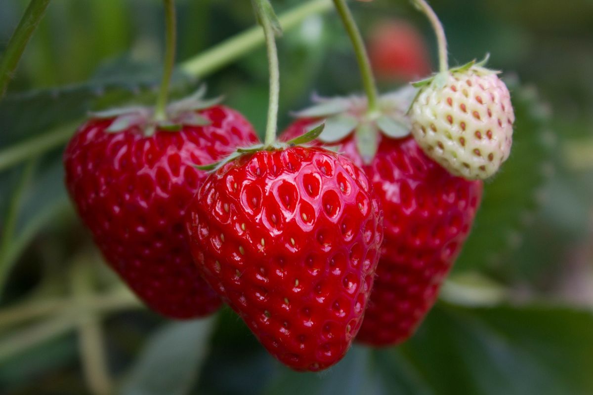 Ilustrasi strawberry atau stroberi, menanam strawberry. Buah strawberry, manfaat strawberry untuk kesehatan tubuh.