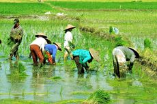 Peran Asuransi Usaha Tani Padi dalam Rencana Swasembada Pangan Pemerintah