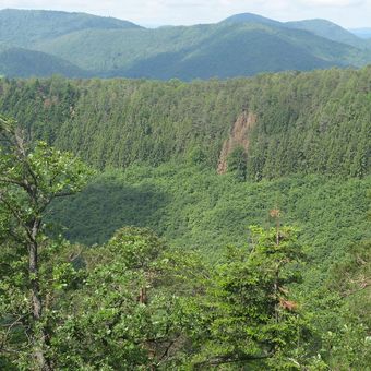 Kawasan hutan berdaun lebat di Vosges Utara