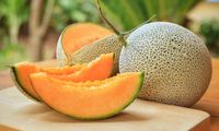 Golden Alisha, Melon Kuning yang Kian Populer dan Bisa Dipanen 3 Bulan