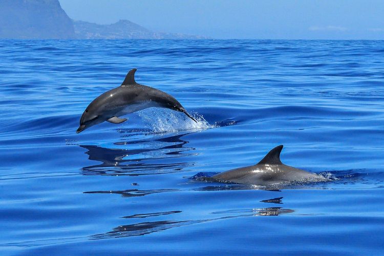 Ilustrasi lumba-lumba. Studi baru mengungkapkan para peneliti menemukan virus baru yang menginfeksi mamalia laut, seperti lumba-lumba hingga paus.