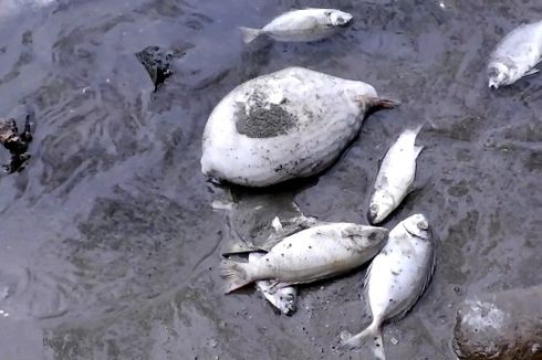 Puluhan Ikan Mati di Aceh Utara Diduga karena Limbah PT PIM, DLHK: Hasil Uji Sampel Masih dalam Batas Baku Mutu Air