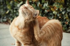 Cara Mencegah Kucing Kutuan, Dijamin Enggak Muncul Lagi