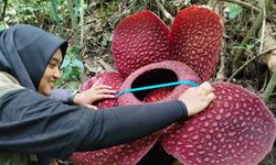 Mengenal Bunga Rafflesia Tuan-Mudae yang Mekar Sempurna di Sumbar