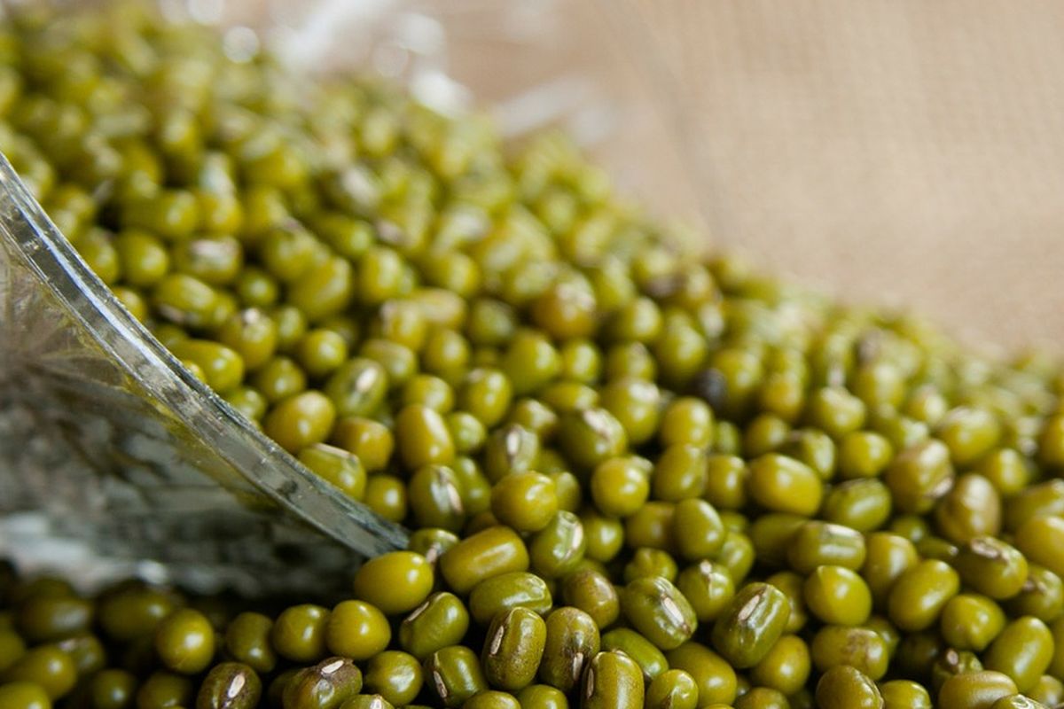 Hasil panen kacang hijau