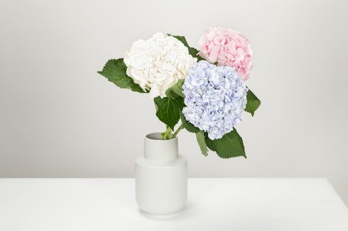 Cara Memotong dan Membuat Bunga Hortensia Awet di Dalam Vas