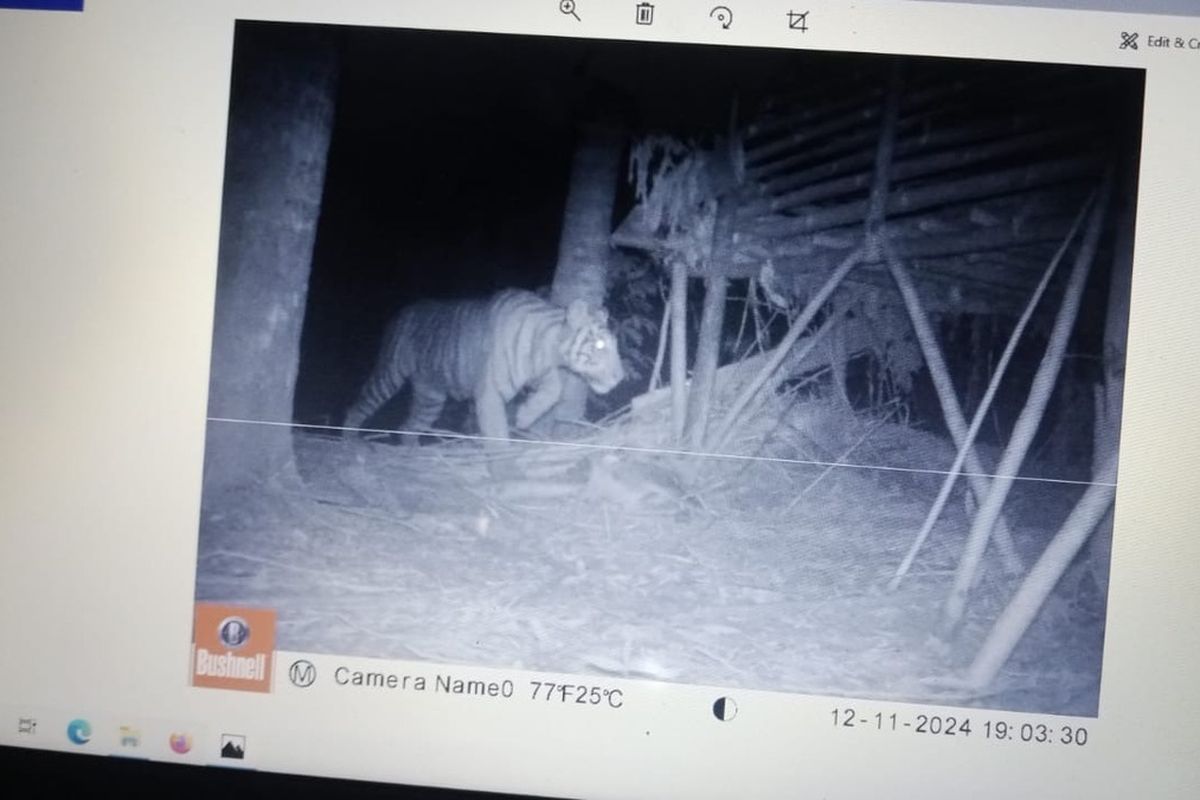 Masuk Permukiman, Harimau Mangsa Kambing Milik Warga di Lampung