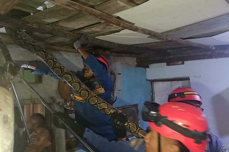Ular Sanca 5 Meter Bersembunyi di Plafon Rumah Warga Cirebon, Damkar Bongkar Atap