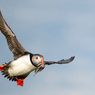 Ada 4 Jenis Burung Puffin di Dunia, Apa Saja?