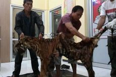Dua Penjual Kulit Harimau Ditangkap