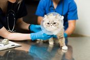 Steril Kucing atau Vaksin, Mana yang Perlu Didahulukan?