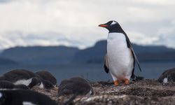 Penguin Kaisar dan Anjing Laut Terancam Punah akibat Pemanasan Global