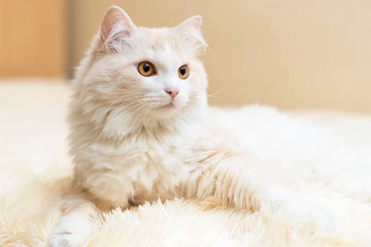 karakteristik dan cara merawat kucing Anggora.