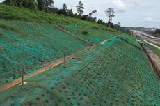 100 Jenis Pohon Endemik Jawa Ditanam di Kawasan Jalan Tol IKN 3B