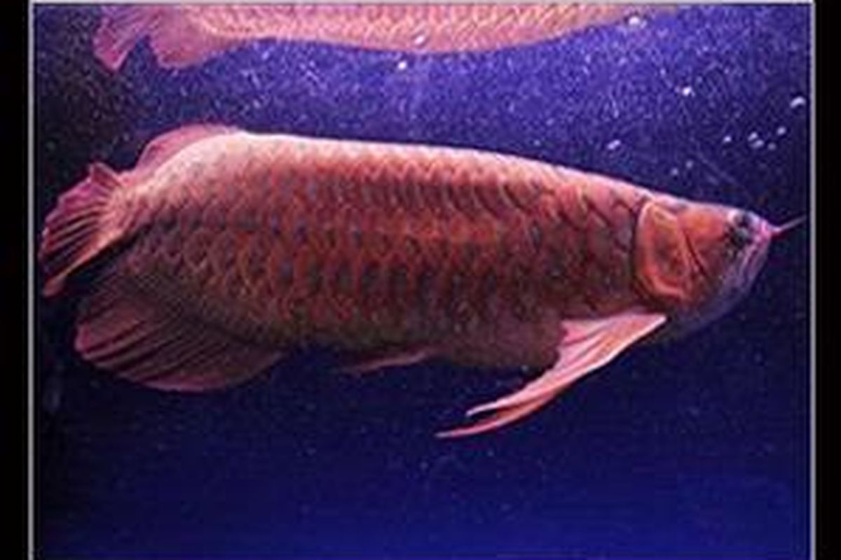 Ikan arwana super red, keindahannya terletak pada cincin sisiknya yang berwarna merah dan emas. 
