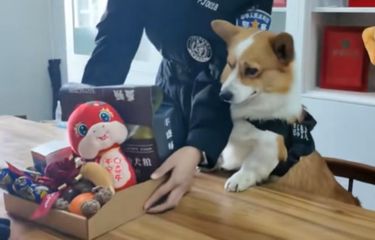 Bonus Anjing Polisi Corgi Ini Dipotong karena Ketiduran dan Pipis ...