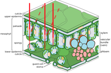 Fungsi Epidermis pada Daun