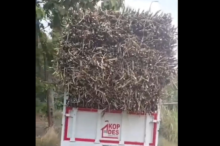 Tak Ada Uang Solar, Truk Kopdes di Sragen Disewakan untuk Angkut Tebu, Kini Ditegur Kodim
