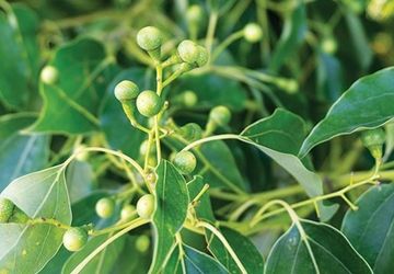 Barus: Rempah Nusantara yang Terlupakan