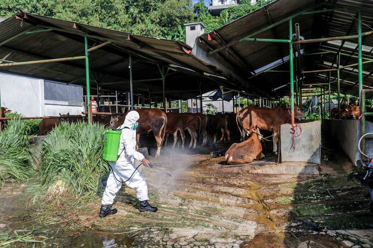 Petugas sedang melakukan disinfektan di Rumah Potong Hewan (RPH) Bubulak, Kota Bogor, Jawa Barat, usai ditemukannya wabah penyakit mulut dan kuku (PMK) yang menyerang hewan ternak di sana, Selasa (21/6/2022).