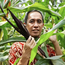 Dosen Unila Tambah Kandungan Gizi Jagung Lewat Biofortifikasi