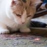 Pria Penyiksa Kucing di Matraman Menyerahkan Diri Usai Dilaporkan, tapi Tak Ditahan
