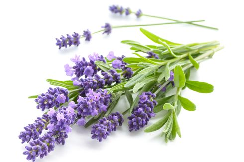 Kegunaan Lavender Menurut Feng Shui, Bikin Rileks dan Usir Energi Negatif
