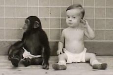 Kisah Misteri Eksperimen Kejam Donald dan Gua, yang Buat Bayi Manusia Seperti Simpanse 