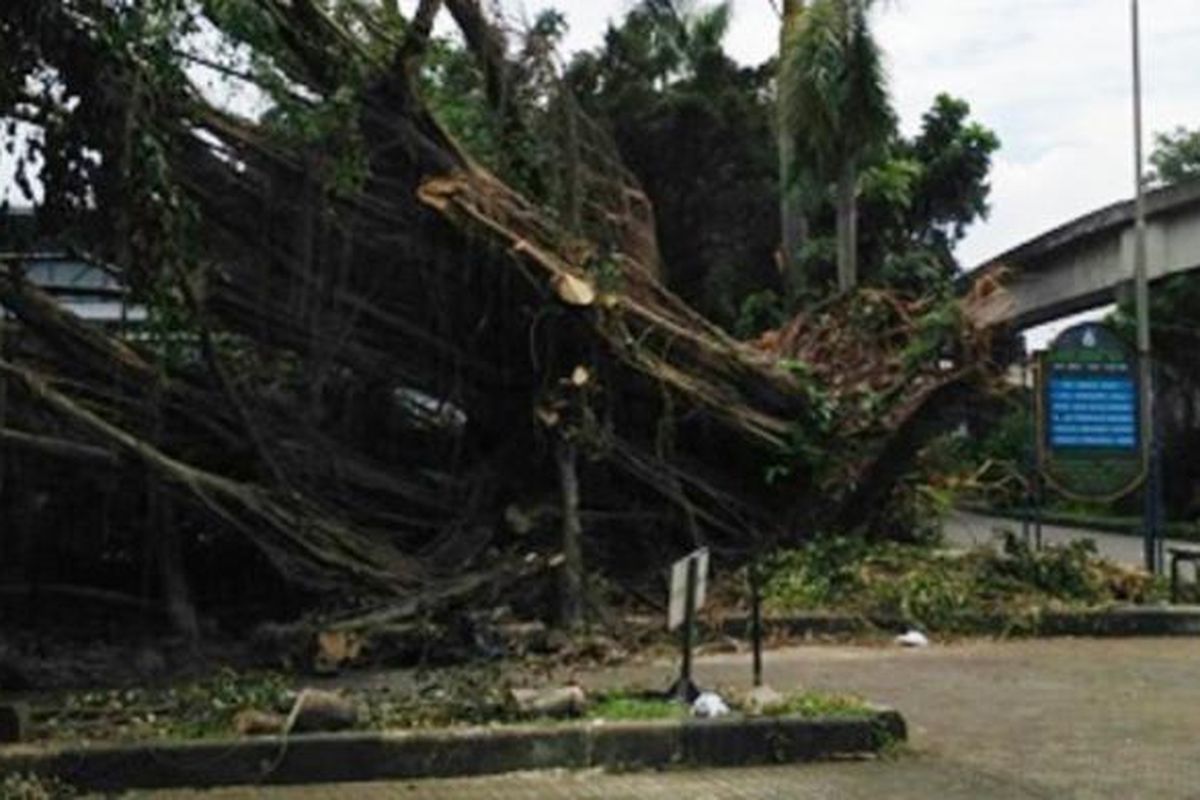 Pohon tumbang di kawasan Taman Mini Indonesia Indah (TMII) belum dibersihkan, Senin (14/11/2016).