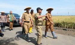 Panen Raya M70D di Petarukan Capai 11 Ton per Ha, Bupati Pemalang Harap Jadi Contoh Petani Lain