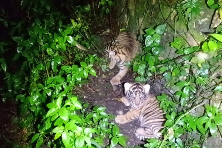 Dua harimau sumatera berjenis kelamin jantan dan betina lahir pada 26 April 2025 lalu. 