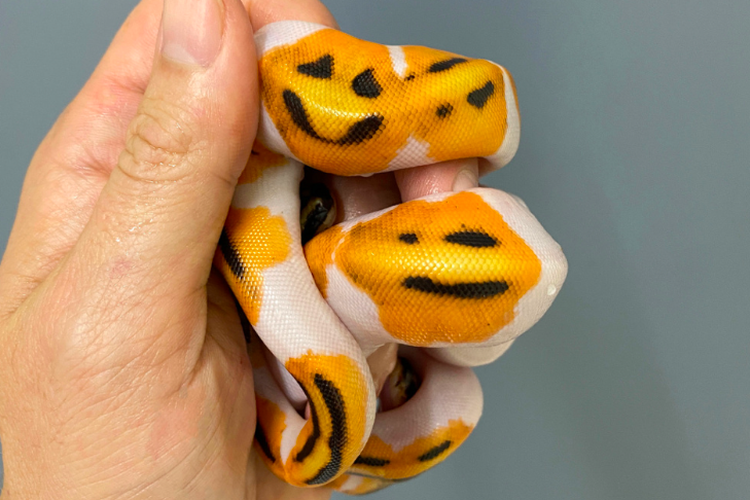 Ular ball python dengan corak emoji tersenyum langka yang terjual seharga Rp 85 juta.