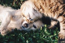 Kenali Gejala Sakit Gigi pada Kucing dan Anjing