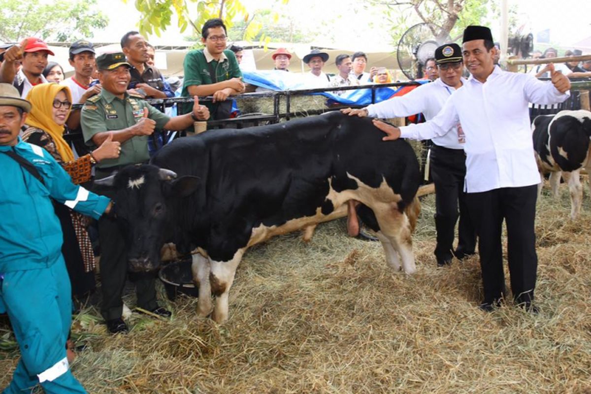 Menteri Pertanian (Mentan) Andi Amran Sulaiman saat menghadiri Kontes Ternak dan Panen Pedet terbesar di Indonesia tahun 2018 di Pasar Induk Puspa Agro, Sidoarjo pada Minggu (28/10/2018)