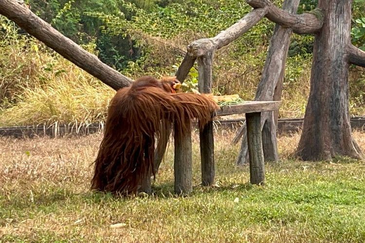 Punya Kecerdasan Setara Anak 6 Tahun, Begini Cara Orangutan Didi Kabur dari Solo Safari