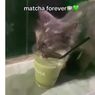 Ramai soal Kucing Minum Matcha, Ahli Ingatkan Bahayanya