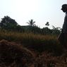 Musim Tanam Padi di Cianjur Mundur, Petani Menganggur Lebih Lama